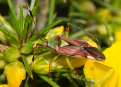 Pseudopantilius australis