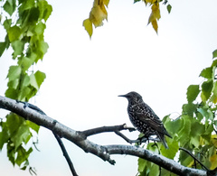 Sturnus vulgaris