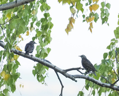 Sturnus vulgaris