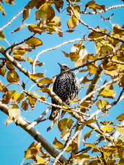 Sturnus vulgaris