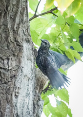 Sturnus vulgaris