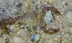 Catalinia andreas