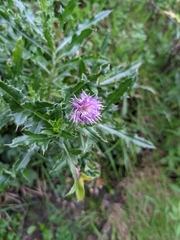 Cirsium arvense