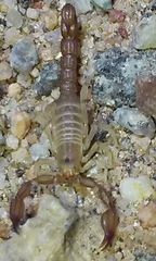 Catalinia andreas