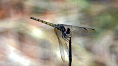Trithemis werneri