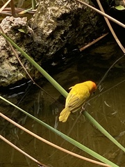 Ploceus bojeri