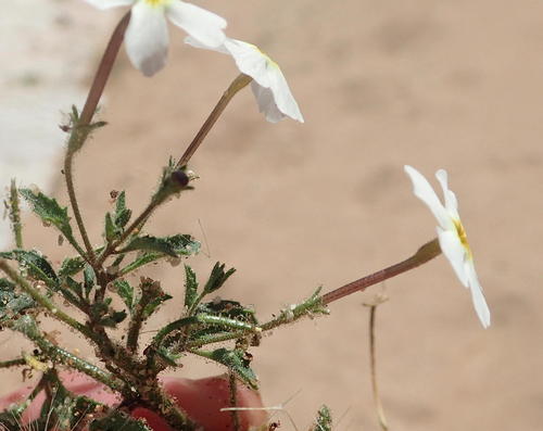 Jamesbrittenia megadenia (Jamesbrittenia megadenia)