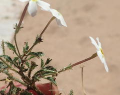 Jamesbrittenia megadenia