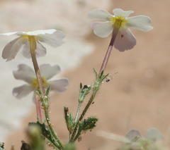 Jamesbrittenia megadenia
