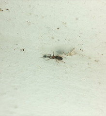 Myrmarachne melanocephala