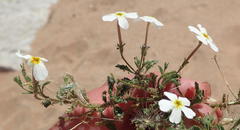 Jamesbrittenia megadenia