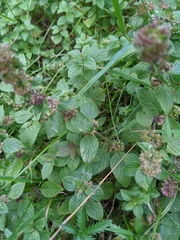 Origanum vulgare