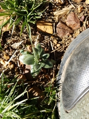 Microsteris gracilis