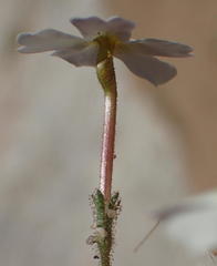Jamesbrittenia megadenia