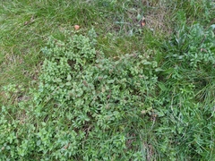 Origanum vulgare