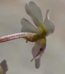 Jamesbrittenia megadenia