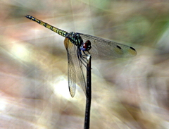 Trithemis werneri