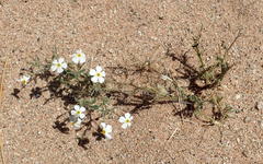 Jamesbrittenia megadenia