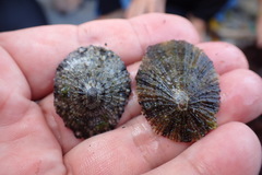 Cellana nigrolineata