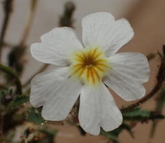 Jamesbrittenia megadenia