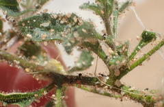 Jamesbrittenia megadenia