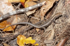 Lampropholis mirabilis