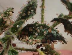 Jamesbrittenia megadenia