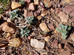 Microsteris gracilis