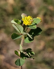 Medicago lupulina