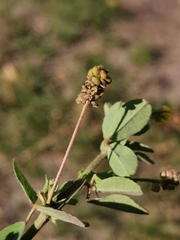 Medicago lupulina