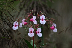Impatiens glandulifera