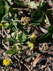 Medicago lupulina