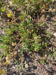 Medicago lupulina