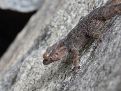 Hemidactylus graniticolus