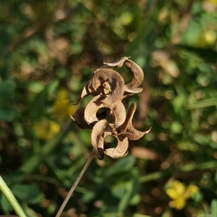 Medicago falcata