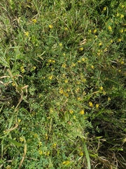 Medicago falcata