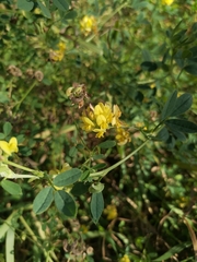 Medicago falcata