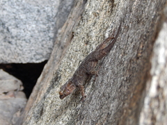 Hemidactylus graniticolus