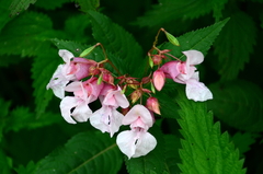 Impatiens glandulifera