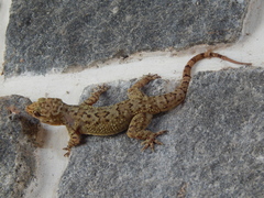 Hemidactylus graniticolus