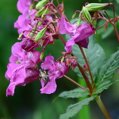 Impatiens glandulifera