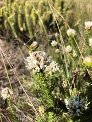 Aspalathus globulosa