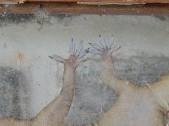 Hemidactylus graniticolus