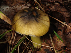 Tricholoma sejunctum