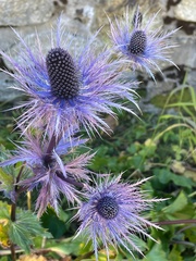 Eryngium alpinum