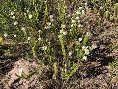 Aspalathus globulosa