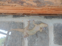 Hemidactylus graniticolus