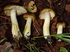 Tricholoma sejunctum