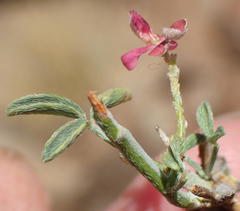 Indigofera pungens
