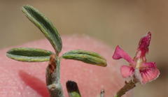 Indigofera pungens
